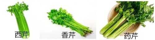要是人吃芹菜芹菜的哪个部位最好吃啊,芹菜吃哪里降血压-第1张图片-厨房小当家 要是人吃芹菜芹菜的哪个部位最好吃啊,芹菜吃哪里降血压-第1张图片-厨房小当家