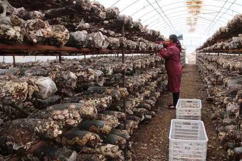 哪里需要香菇(哪里需要香菇种植)-第2张图片-厨房小当家 哪里需要香菇(哪里需要香菇种植)-第2张图片-厨房小当家