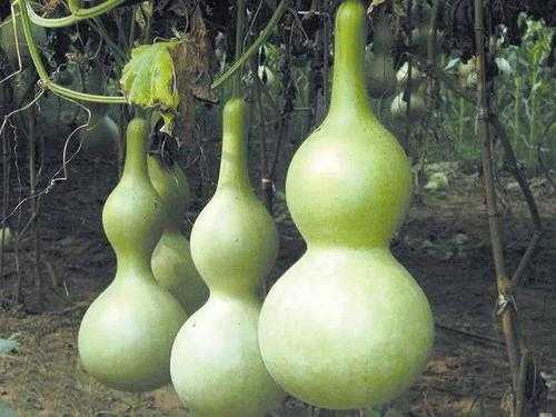 食用葫芦适合哪里种植,葫芦哪里能吃哪里不能吃的图片-第2张图片-厨房小当家 食用葫芦适合哪里种植,葫芦哪里能吃哪里不能吃的图片-第2张图片-厨房小当家