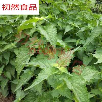 鲜藿香哪里卖(鲜藿香在哪可以买到)-第1张图片-厨房小当家 鲜藿香哪里卖(鲜藿香在哪可以买到)-第1张图片-厨房小当家