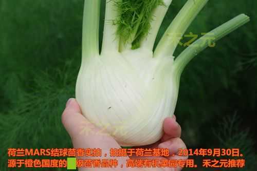 球茎茴香 哪里买(球茎茴香 哪里买的到)-第1张图片-厨房小当家 球茎茴香 哪里买(球茎茴香 哪里买的到)-第1张图片-厨房小当家