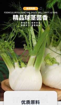 球茎茴香 哪里买(球茎茴香 哪里买的到)-第3张图片-厨房小当家 球茎茴香 哪里买(球茎茴香 哪里买的到)-第3张图片-厨房小当家