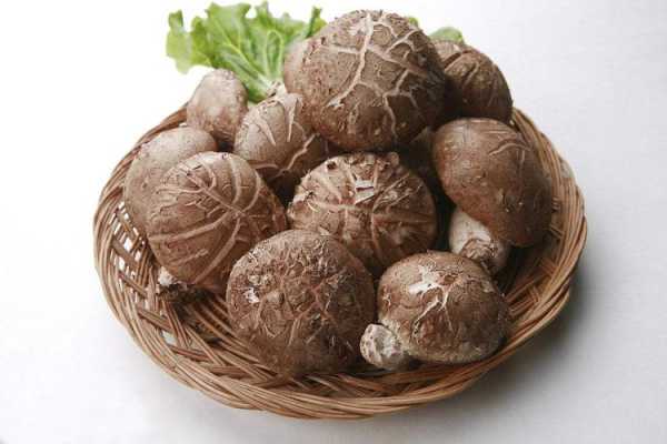 香菇根是哪里(香菇根是哪里的特产)-第1张图片-厨房小当家 香菇根是哪里(香菇根是哪里的特产)-第1张图片-厨房小当家