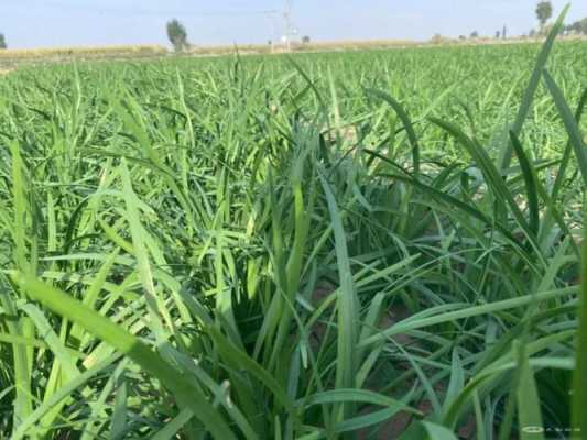 陕西关中韭菜种植时间,陕西哪里有韭菜种植基地-第1张图片-厨房小当家 陕西关中韭菜种植时间,陕西哪里有韭菜种植基地-第1张图片-厨房小当家