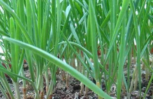 陕西关中韭菜种植时间,陕西哪里有韭菜种植基地-第3张图片-厨房小当家 陕西关中韭菜种植时间,陕西哪里有韭菜种植基地-第3张图片-厨房小当家