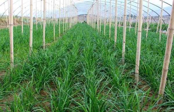 陕西关中韭菜种植时间,陕西哪里有韭菜种植基地-第2张图片-厨房小当家 陕西关中韭菜种植时间,陕西哪里有韭菜种植基地-第2张图片-厨房小当家