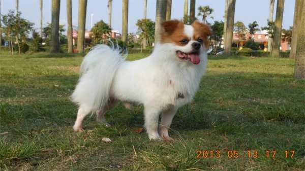 朋友说是蝴蝶串串，我想知道是蝴蝶犬和什么串的,串串火锅加盟店怎么样-第1张图片-厨房小当家