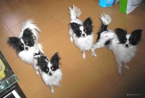 朋友说是蝴蝶串串，我想知道是蝴蝶犬和什么串的,串串火锅加盟店怎么样-第2张图片-厨房小当家