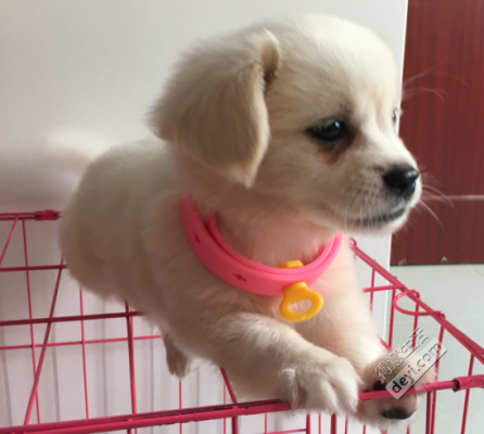 朋友说是蝴蝶串串，我想知道是蝴蝶犬和什么串的,串串火锅加盟店怎么样-第3张图片-厨房小当家