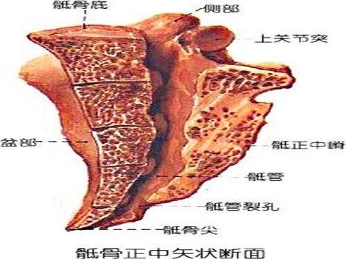 尾龙骨在哪里(尾龙骨在哪里图片)-第2张图片-厨房小当家 尾龙骨在哪里(尾龙骨在哪里图片)-第2张图片-厨房小当家