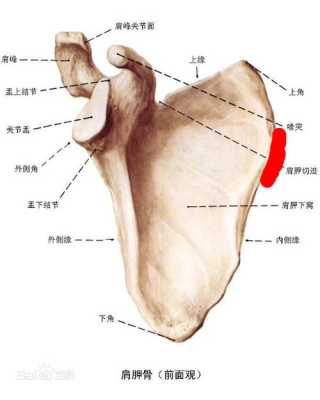 枇杷骨是哪里(枇杷骨是哪里的特产)-第3张图片-厨房小当家 枇杷骨是哪里(枇杷骨是哪里的特产)-第3张图片-厨房小当家