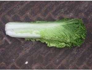 白菜子哪里的(大白菜与茼子白菜区别)-第2张图片-厨房小当家 白菜子哪里的(大白菜与茼子白菜区别)-第2张图片-厨房小当家