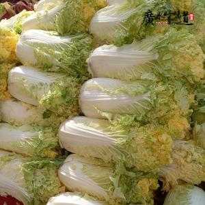 白菜子哪里的(大白菜与茼子白菜区别)-第3张图片-厨房小当家 白菜子哪里的(大白菜与茼子白菜区别)-第3张图片-厨房小当家