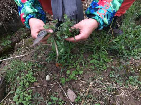 深圳哪里可以挖野菜,深圳哪里有荠菜挖-第2张图片-厨房小当家 深圳哪里可以挖野菜,深圳哪里有荠菜挖-第2张图片-厨房小当家