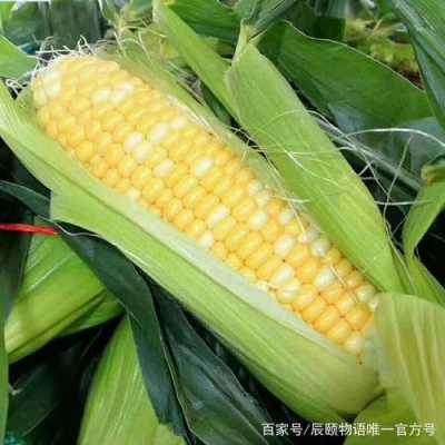 水果玉米全国种植最大基地,水果玉米哪里好吃-第2张图片-厨房小当家 水果玉米全国种植最大基地,水果玉米哪里好吃-第2张图片-厨房小当家
