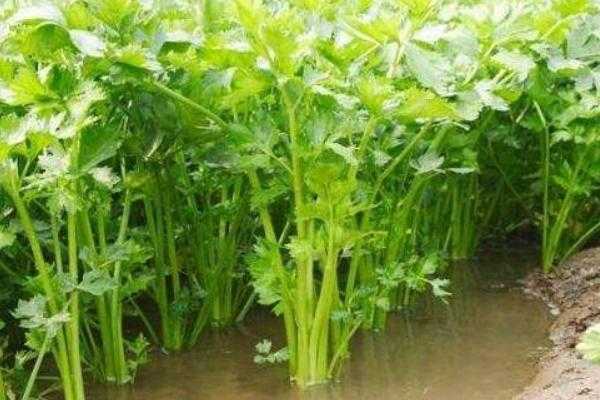 芹菜哪里的最好(芹菜谐音吉祥语)-第1张图片-厨房小当家 芹菜哪里的最好(芹菜谐音吉祥语)-第1张图片-厨房小当家