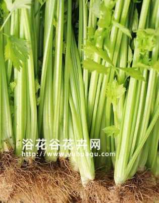 芹菜哪里的最好(芹菜谐音吉祥语)-第3张图片-厨房小当家 芹菜哪里的最好(芹菜谐音吉祥语)-第3张图片-厨房小当家