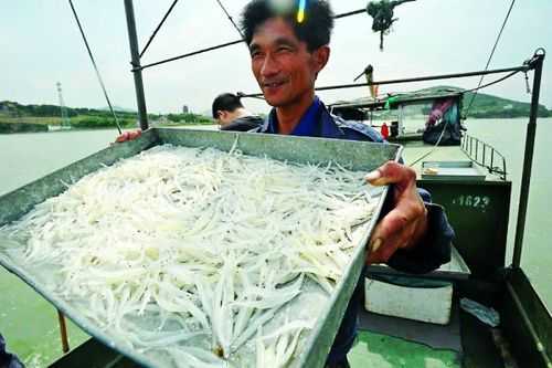 太湖 哪里卖银鱼(太湖 哪里卖银鱼的多)-第2张图片-厨房小当家 太湖 哪里卖银鱼(太湖 哪里卖银鱼的多)-第2张图片-厨房小当家