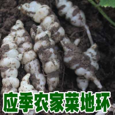 螺丝菜生长在哪个地方,螺丝菜哪里买的到-第3张图片-厨房小当家 螺丝菜生长在哪个地方,螺丝菜哪里买的到-第3张图片-厨房小当家