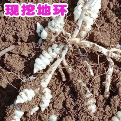 螺丝菜生长在哪个地方,螺丝菜哪里买的到-第2张图片-厨房小当家 螺丝菜生长在哪个地方,螺丝菜哪里买的到-第2张图片-厨房小当家