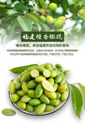 什么牌子橄榄最正宗,哪里的橄榄好吃又甜-第1张图片-厨房小当家 什么牌子橄榄最正宗,哪里的橄榄好吃又甜-第1张图片-厨房小当家