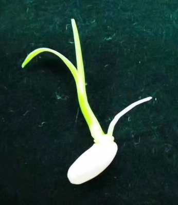 发芽米哪里卖(米芽是什么意思)-第3张图片-厨房小当家 发芽米哪里卖(米芽是什么意思)-第3张图片-厨房小当家