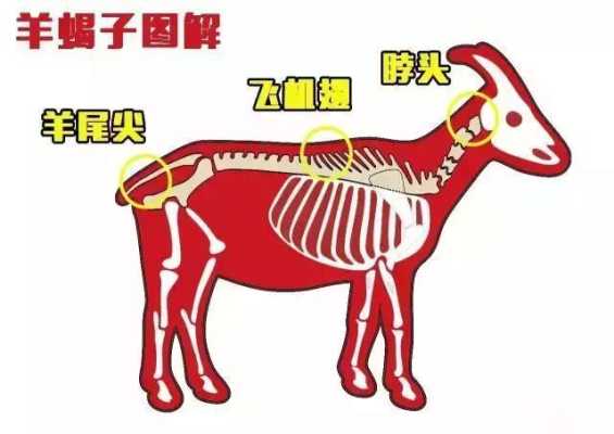 大梁骨在哪里(大梁骨是哪个部位)-第2张图片-厨房小当家 大梁骨在哪里(大梁骨是哪个部位)-第2张图片-厨房小当家