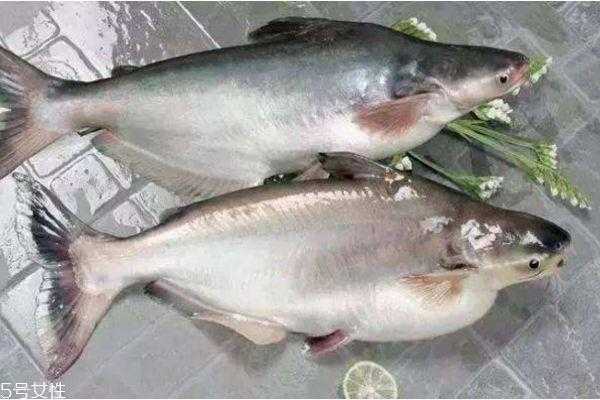 深圳河里的鱼能吃吗,深圳哪里吃鱼好吃-第3张图片-厨房小当家 深圳河里的鱼能吃吗,深圳哪里吃鱼好吃-第3张图片-厨房小当家