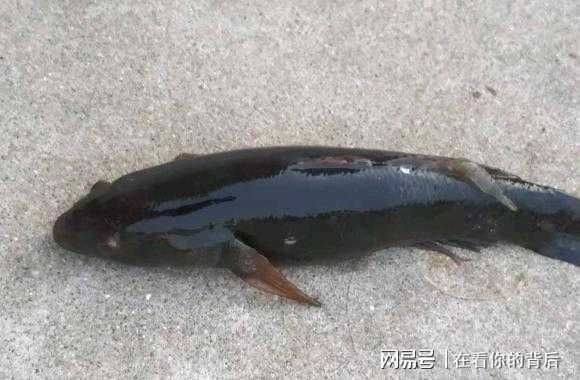 深圳河里的鱼能吃吗,深圳哪里吃鱼好吃-第2张图片-厨房小当家 深圳河里的鱼能吃吗,深圳哪里吃鱼好吃-第2张图片-厨房小当家