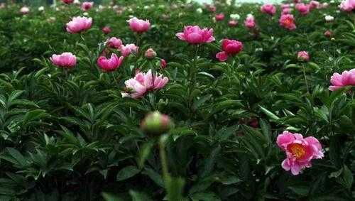 芍药哪里的好(成都芍药哪里最好)-第3张图片-厨房小当家 芍药哪里的好(成都芍药哪里最好)-第3张图片-厨房小当家