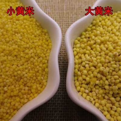 黄米哪个地方产的最好的,大黄米哪里最好吃最正宗-第3张图片-厨房小当家 黄米哪个地方产的最好的,大黄米哪里最好吃最正宗-第3张图片-厨房小当家