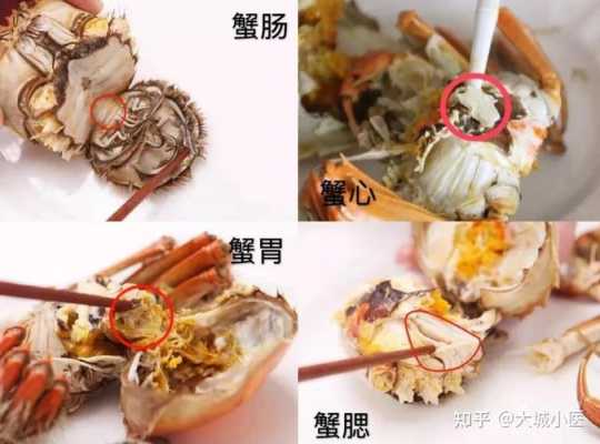 螃蟹蟹肉在哪里(螃蟹蟹肉在哪里生长)-第3张图片-厨房小当家 螃蟹蟹肉在哪里(螃蟹蟹肉在哪里生长)-第3张图片-厨房小当家