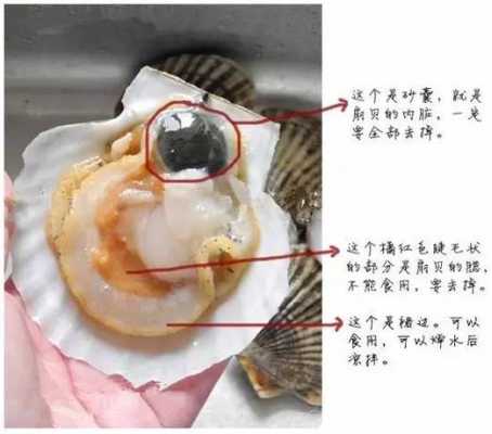 图解扇贝哪里能吃(图解扇贝哪里能吃)-第1张图片-厨房小当家 图解扇贝哪里能吃(图解扇贝哪里能吃)-第1张图片-厨房小当家
