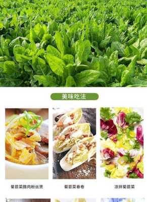 种植玉兰菜有销路吗,玉兰菜 哪里买的到-第1张图片-厨房小当家 种植玉兰菜有销路吗,玉兰菜 哪里买的到-第1张图片-厨房小当家