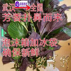 新鲜紫苏怎么冷冻储藏,哪里有新鲜的紫苏卖啊-第1张图片-厨房小当家 新鲜紫苏怎么冷冻储藏,哪里有新鲜的紫苏卖啊-第1张图片-厨房小当家