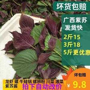 新鲜紫苏怎么冷冻储藏,哪里有新鲜的紫苏卖啊-第2张图片-厨房小当家 新鲜紫苏怎么冷冻储藏,哪里有新鲜的紫苏卖啊-第2张图片-厨房小当家