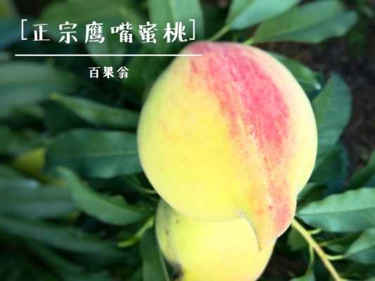 鹰嘴桃哪里最正宗,水密桃什么品种好-第3张图片-厨房小当家 鹰嘴桃哪里最正宗,水密桃什么品种好-第3张图片-厨房小当家