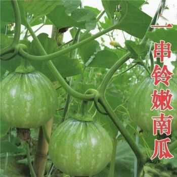 怎样种南瓜苗卖,南瓜苗哪里有卖的-第1张图片-厨房小当家