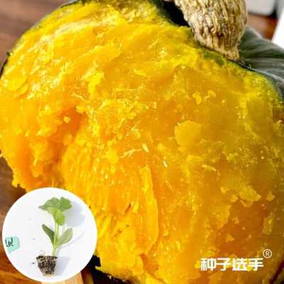 怎样种南瓜苗卖,南瓜苗哪里有卖的-第3张图片-厨房小当家