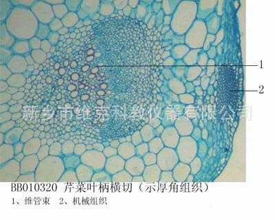 20 芹菜叶柄的横切面长什么样,芹菜的叶柄在哪里长出来-第2张图片-厨房小当家 20 芹菜叶柄的横切面长什么样,芹菜的叶柄在哪里长出来-第2张图片-厨房小当家