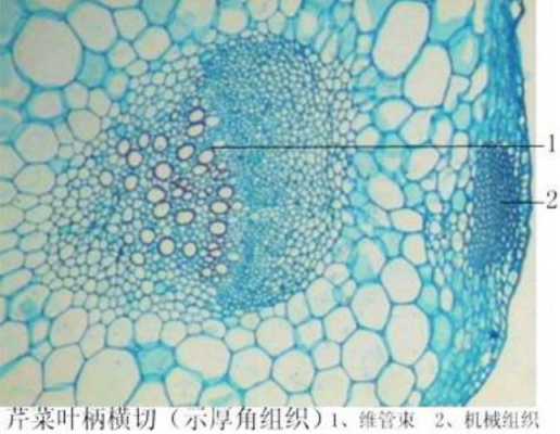 20 芹菜叶柄的横切面长什么样,芹菜的叶柄在哪里长出来-第1张图片-厨房小当家 20 芹菜叶柄的横切面长什么样,芹菜的叶柄在哪里长出来-第1张图片-厨房小当家