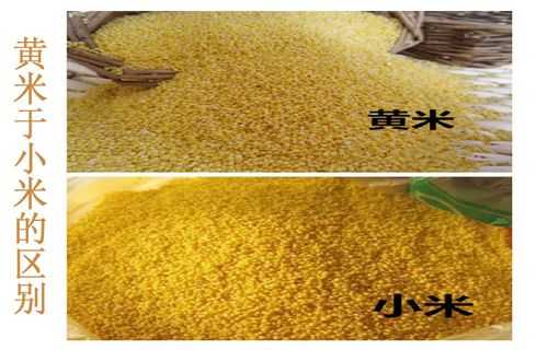 哪个地区出产的小黄米最好,大黄米哪里的好吃正宗-第1张图片-厨房小当家