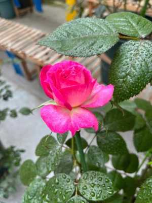 花盆蛋糕哪里有卖（蓝莓蛋糕月季适合盆栽吗）-第3张图片-厨房小当家