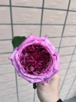 花盆蛋糕哪里有卖（蓝莓蛋糕月季适合盆栽吗）-第1张图片-厨房小当家