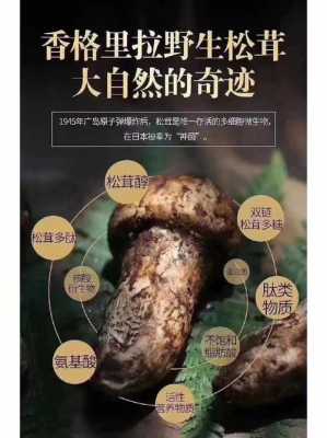 林芝的松茸好还是香格里拉的好,哪里的松茸好吃又便宜-第3张图片-厨房小当家 林芝的松茸好还是香格里拉的好,哪里的松茸好吃又便宜-第3张图片-厨房小当家