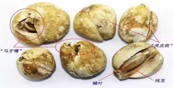 青贝哪里不能吃（青贝哪个地方不能吃）-第3张图片-厨房小当家