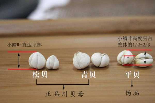 青贝哪里不能吃（青贝哪个地方不能吃）-第2张图片-厨房小当家