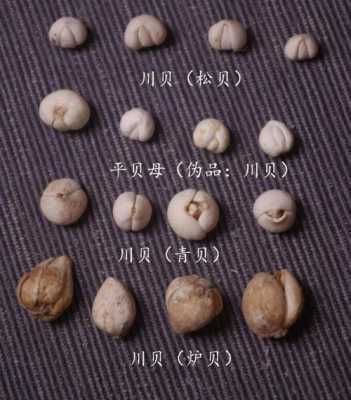 青贝哪里不能吃（青贝哪个地方不能吃）-第1张图片-厨房小当家
