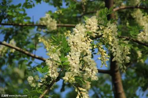 洋槐花适合什么地方种植,杨槐花在哪里生长-第1张图片-厨房小当家