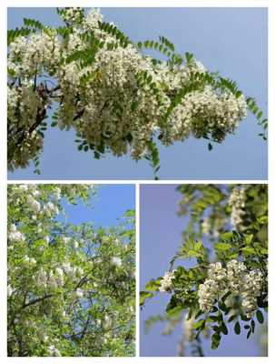 洋槐花适合什么地方种植,杨槐花在哪里生长-第2张图片-厨房小当家